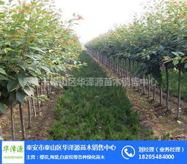 泰安市泰山区华泽源苗木销售中心