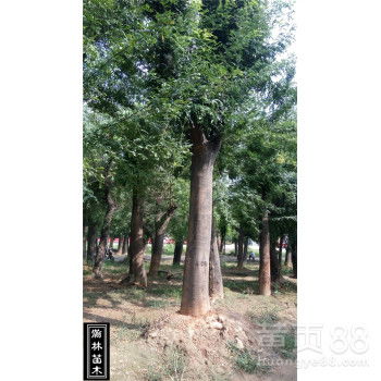 绿化园林苗木国槐20公分一年冒销售