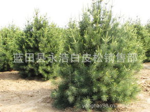 劲销2.5米白皮松 工程绿化苗木指导价 劲销2.5米白皮松 工程绿化苗木厂商 劲销2.5米白皮松 工程绿化苗木厂商 图 尽在农苗网 蓝田县永浩白皮松销售部