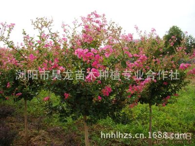 【昊龙厂家直销绿化景观工程苗木红花紫薇树苗百日红苗木品质保证】浏阳市昊龙苗木种植专业合作社 - 产品库