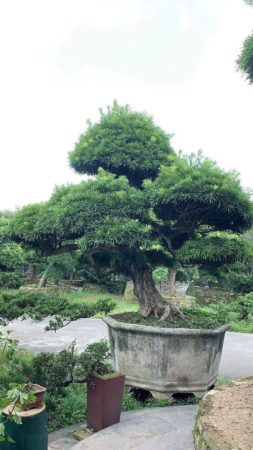 苗木界的 口红 罗汉松