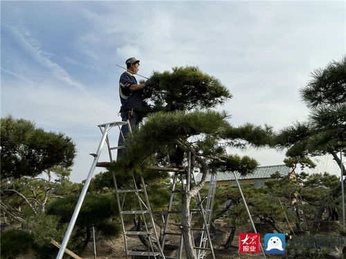 中国商品市场综合百强 山东东岳国际花木城 用苗木花卉筑起泰安产业升级绿色风景线
