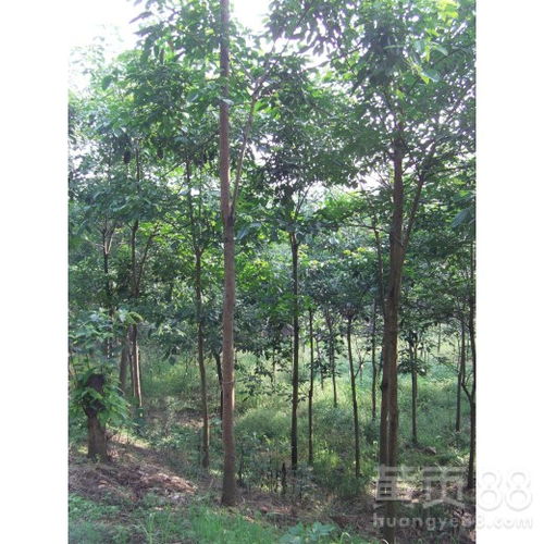【成都千蜀园林重阳木苗木供应】- 