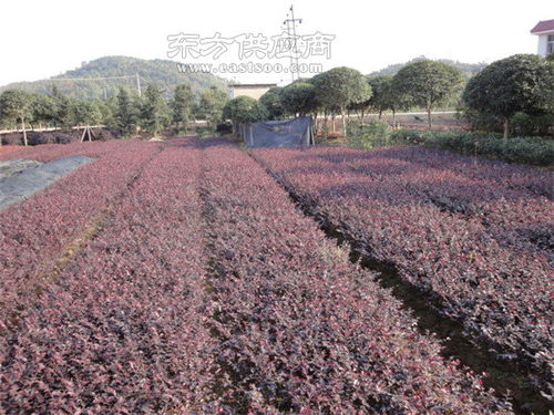 桂花苗木,好彩苗木口碑好,兰溪桂花苗木图片