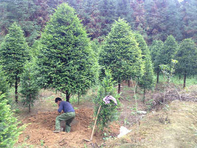 怎样让树苗快生根?新栽苗木快速生根的方法