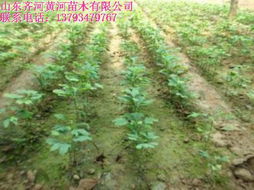 优质垂柳苗木 山东优质垂柳苗木 黄河苗木提供最新垂柳价格