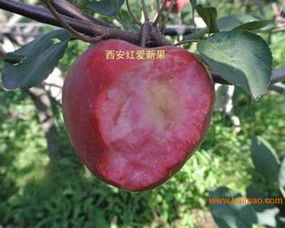 平凉的红肉苹果苗批发–平凉的红肉苹果苗厂家–平凉的红肉苹果苗供应商