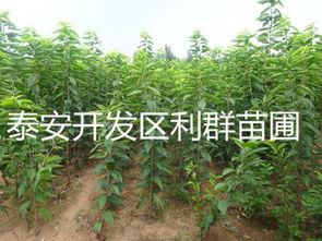 红灯大樱桃树苗 红灯大樱桃树苗价格 红灯大樱桃树苗多少钱一棵