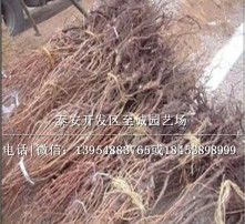 高清图片