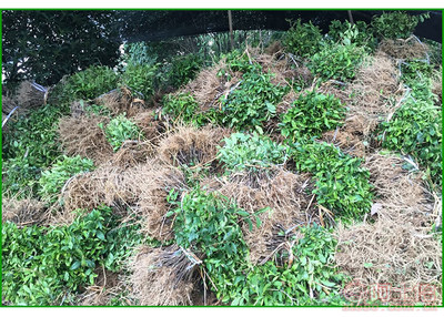 【湖南福选九号茶苗包活|福选九号茶苗批发基地】福选九号茶苗,价格,厂家,供应商,其他农业,雅安市名山区惠农苗木种植农民专业合作社 - 产品库