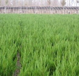 龙柏苗厂家种植技术推广供应商 泰安开发区荣誉园艺场