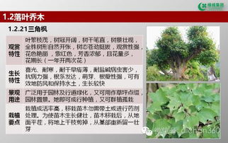 绿城集团园林软景苗木图谱 全套