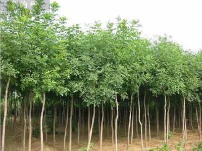 【云开苗木(图)-白蜡树价格行情-白蜡树价格图片
