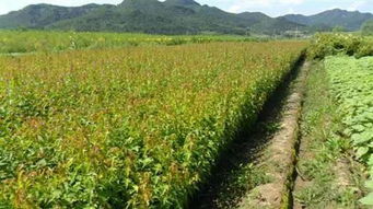 潜力苗木新品种58号 茶条槭