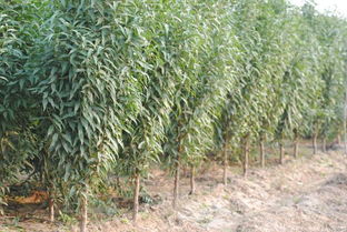 湖北有种植碧桃的基地吗