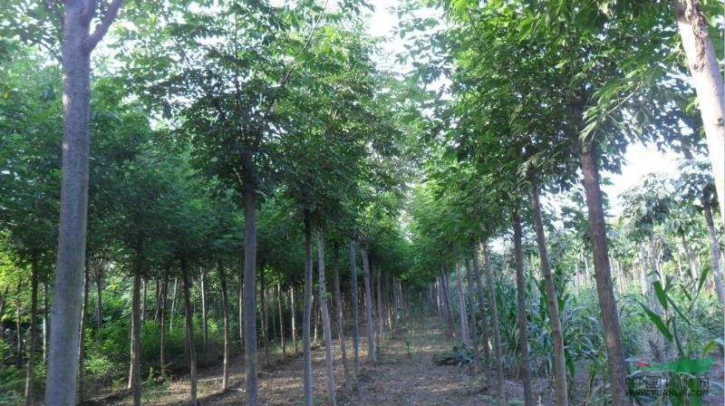 河南黄山栾树种植基地,黄山栾树价格,黄山栾树批发