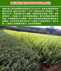 景观树 景观树种植苗圃 和盛苗木 优质商家 高清图片 高清大图
