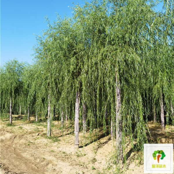 山东济南金林苗木-新闻资讯产品大全