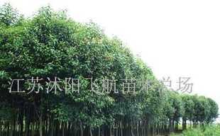 国槐、垂槐、金丝垂柳等苗木_农副产品_世界工厂网中国产品信息库