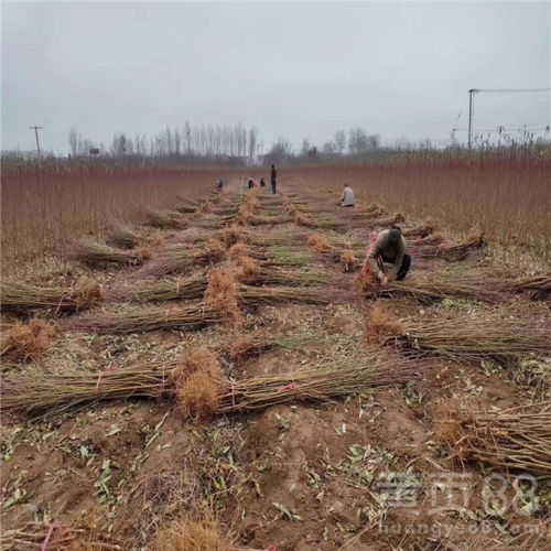【黄金蜜二号桃树苗、黄金蜜二号桃树苗基地】- 