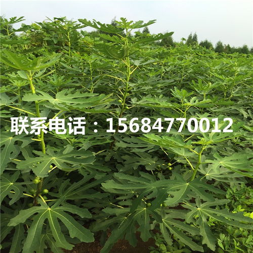 新品种无花果苗 无花果苗价格及报价
