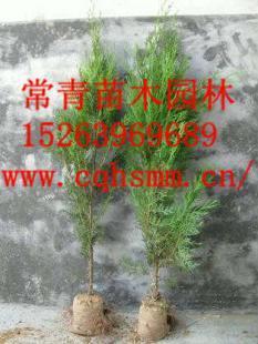 供应侧柏苗,侧柏小苗,侧柏树苗_农副产品_世界工厂网中国产品信息库