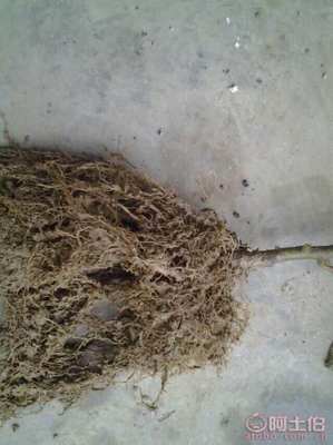 【自贡猕猴桃苗品种齐全%猕猴桃苗基地专业种植】猕猴桃苗,价格,厂家,供应商,花木、果木种苗,雅安市名山区惠农苗木种植农民专业合作社 - 产品库