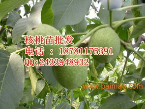 阿坝8518核桃树苗,阿坝8518核桃树苗生产厂家,阿坝8518核桃树苗价格