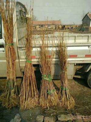【黄菠萝苗厂家/占地苗/药材苗】宽城区永发苗木培育基地 - 产品库