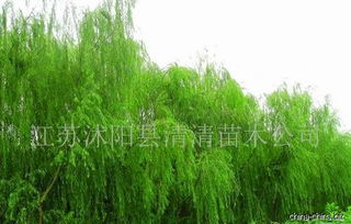 供应各种绿化苗木 0527 83394072