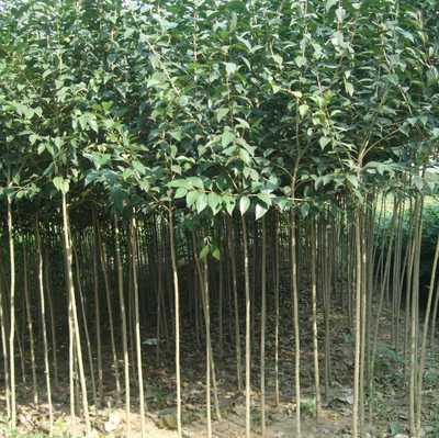 莱西大量出售白蜡,黄杨球价格表