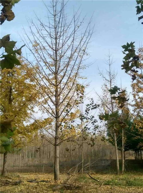 32公分银杏树价格 银杏树价格 雨羲苗木 查看 高清图片 高清大图