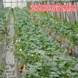 新闻热报 盐亭县草莓苗价格 草莓苗出售价格
