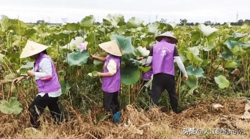 芜湖这个小村的村歌唱上了春晚