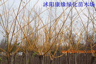 沭阳黄槐 沭阳黄槐价格 沭阳黄槐基地 沭阳黄槐图片 沭阳康缘绿化苗木场,沭阳黄槐 沭阳黄槐价格 沭阳黄槐基地 沭阳黄槐图片 沭阳康缘绿化苗木场生产厂家,沭阳黄槐