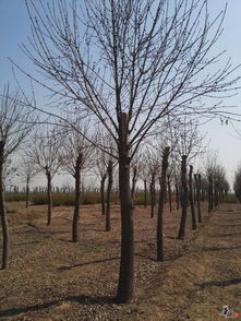 公司苗木精品展示 品质与绿色的完美融合