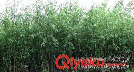 批发速生竹柳苗 苗圃低价直销竹柳种苗，助力绿化经济