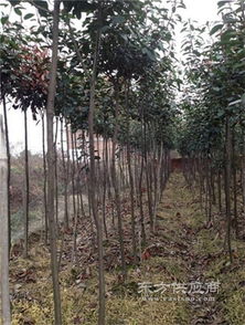 福建红叶石楠苗 苗木胜安花木的优质选择