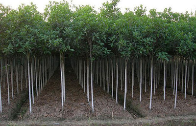 苗木行业品牌时代的发展策略