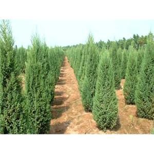 泉州永春永茂苗木专业合作社 绿色产业的领航者