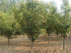 苗木之美 从图片到实际栽培的指南