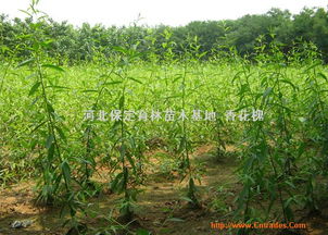 河北保定育林苗木基地的香花槐苗木