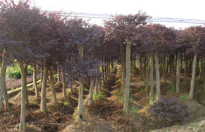 湖南长沙跳马曙光花卉苗木基地 绿色产业的璀璨明珠