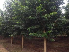 绿化苗木产品 苗木图片信息63及其应用