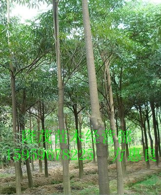 龙海市程溪隆茂苗木经营部 专业苗木供应商