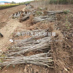 山东大樱桃树苗批发价格解析与选购指南