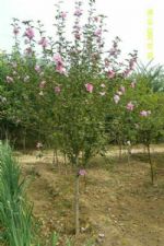 河北定州亚林苗圃 专业培育西府海棠、金叶榆与红叶碧桃等优质苗木