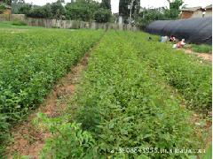 嵩明县牛栏江镇金霖苗圃 专业供应各类优质花木苗木