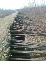 绿化苗木选购指南 60种常见苗木及其图片信息