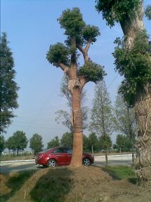 285种常见绿化苗木图鉴与产品信息详解